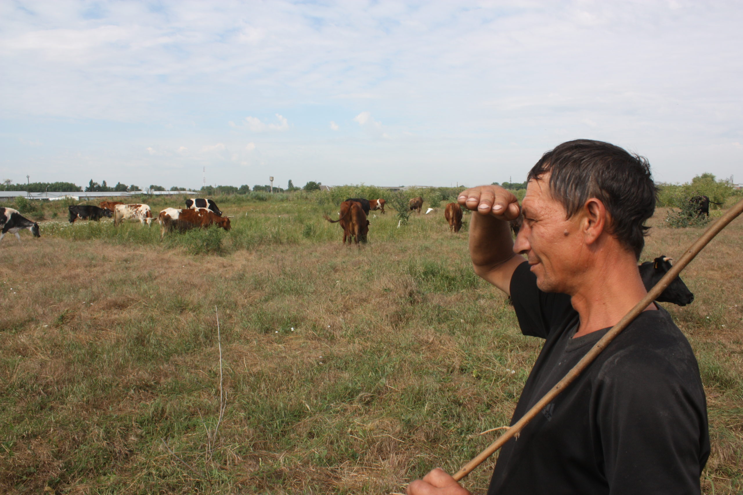 Жители Староджерелиевской лишились одного из пастбищ