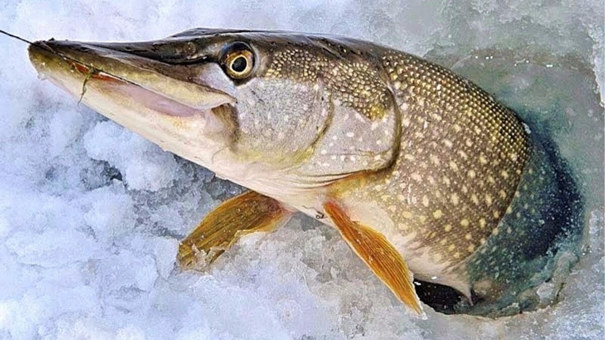В Краснодарском крае с 15 января начнет действовать запрет на вылов щуки