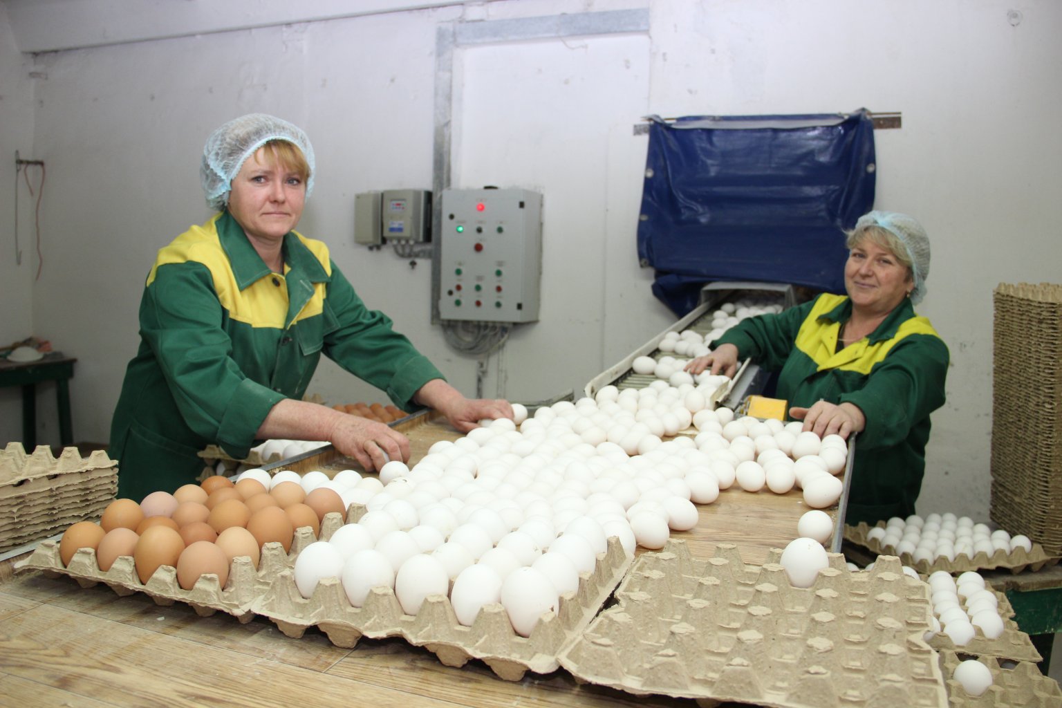 Яйца на Новомышастовской птицефабрике подорожают