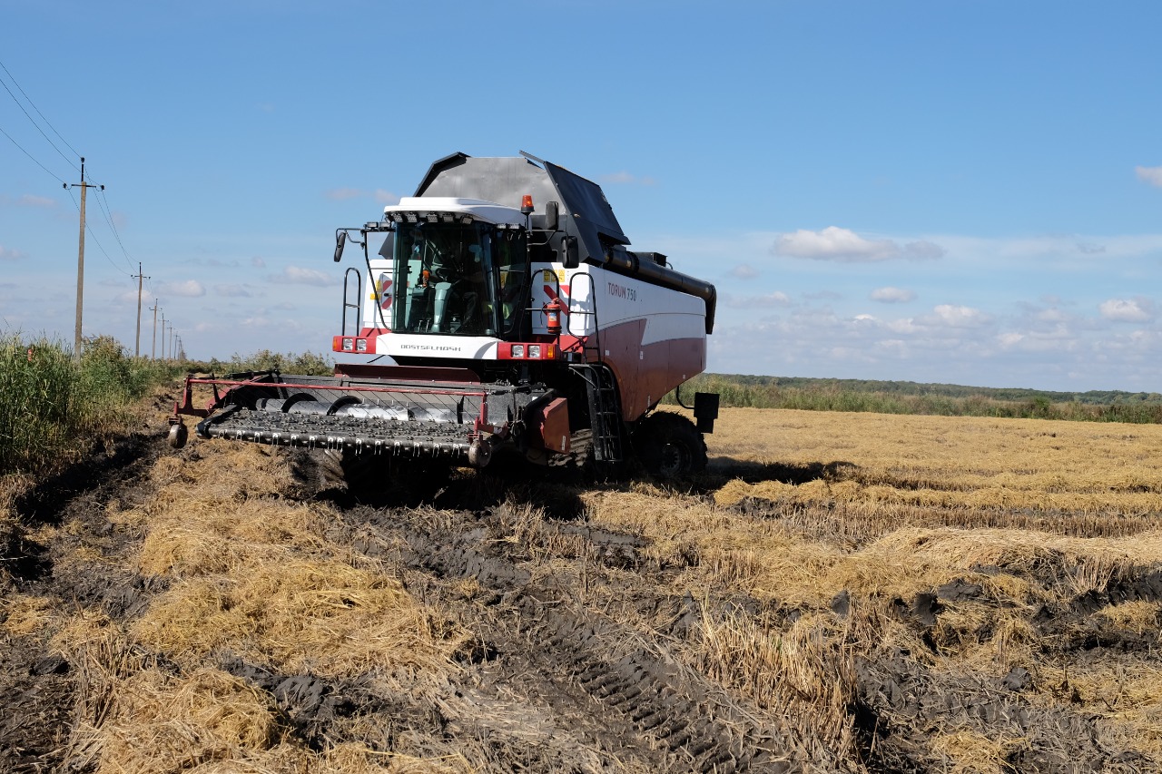 В Красноармейском районе закрыли план сева озимых — 35 тысяч гектаров