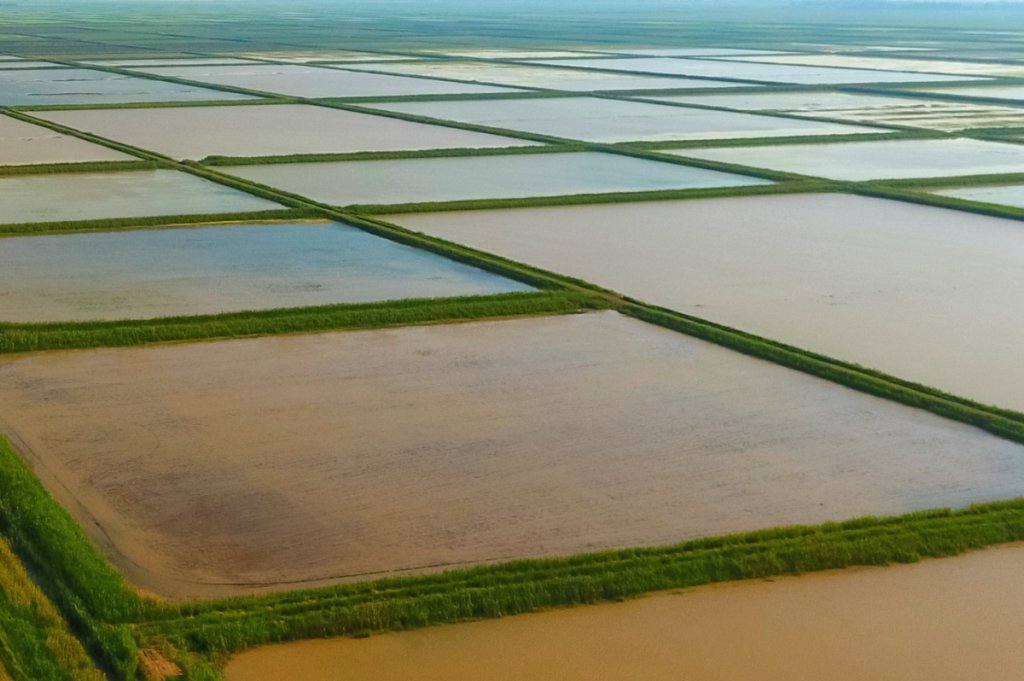 В каналы Красноармейского района поступила вода на орошение риса