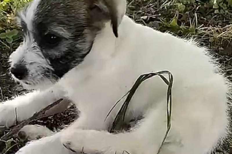 Кубанская школьница снимала видео о том, как била своего щенка