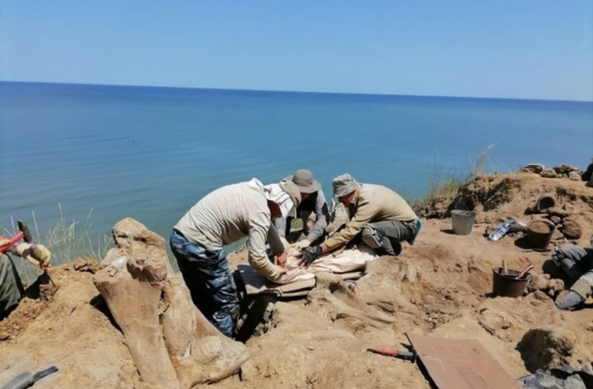 На территории Таманского полуострова археологи нашли череп молодого кавказского эласмотерия