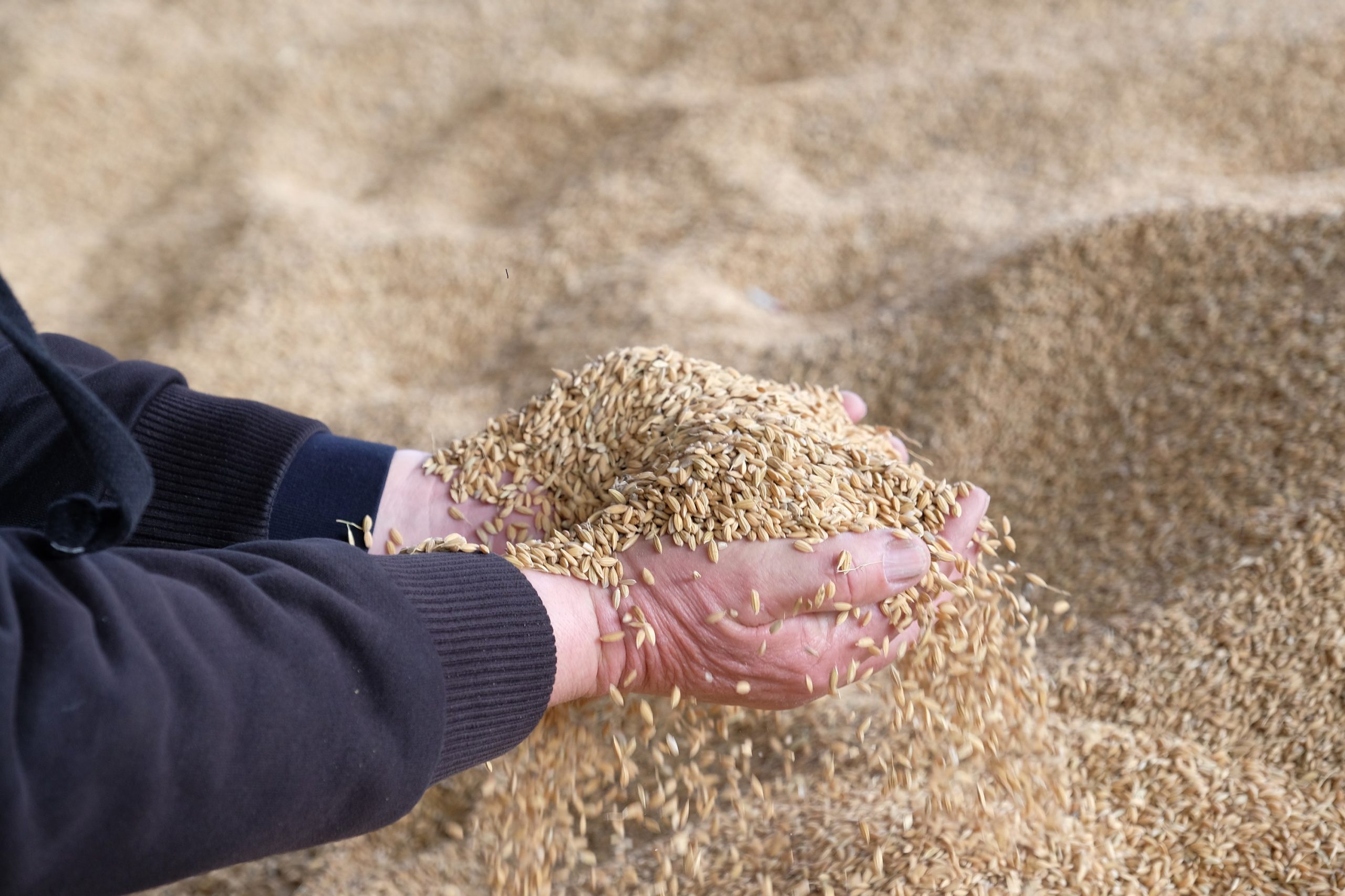 Агроэкспорт начинается здесь: элитное семеноводство выходит на мировой уровень