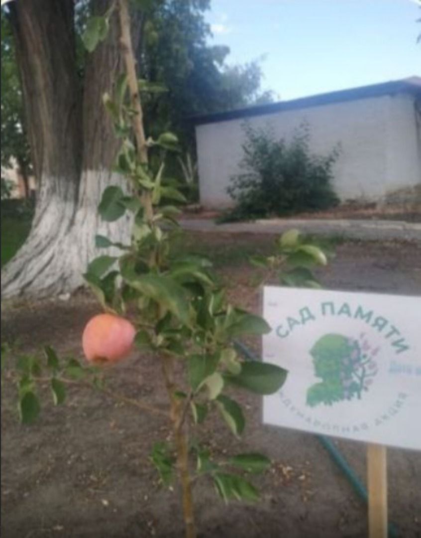 Плодовые деревья, высаженные волонтерами из Красноармейского района в ЛНР, дали первый плод
