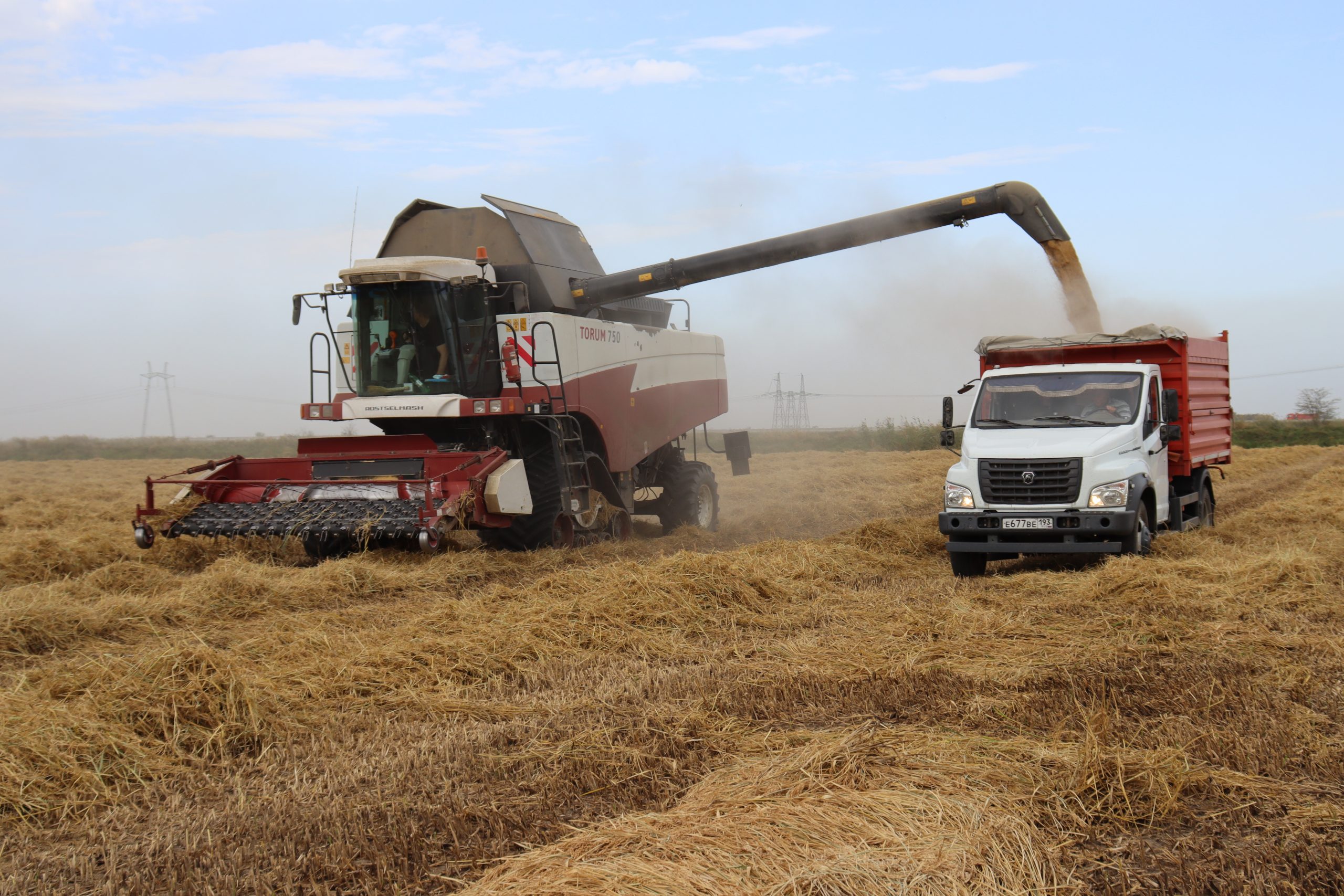 Рис в полях идёт «крадучись»: уборка началась позже обычного