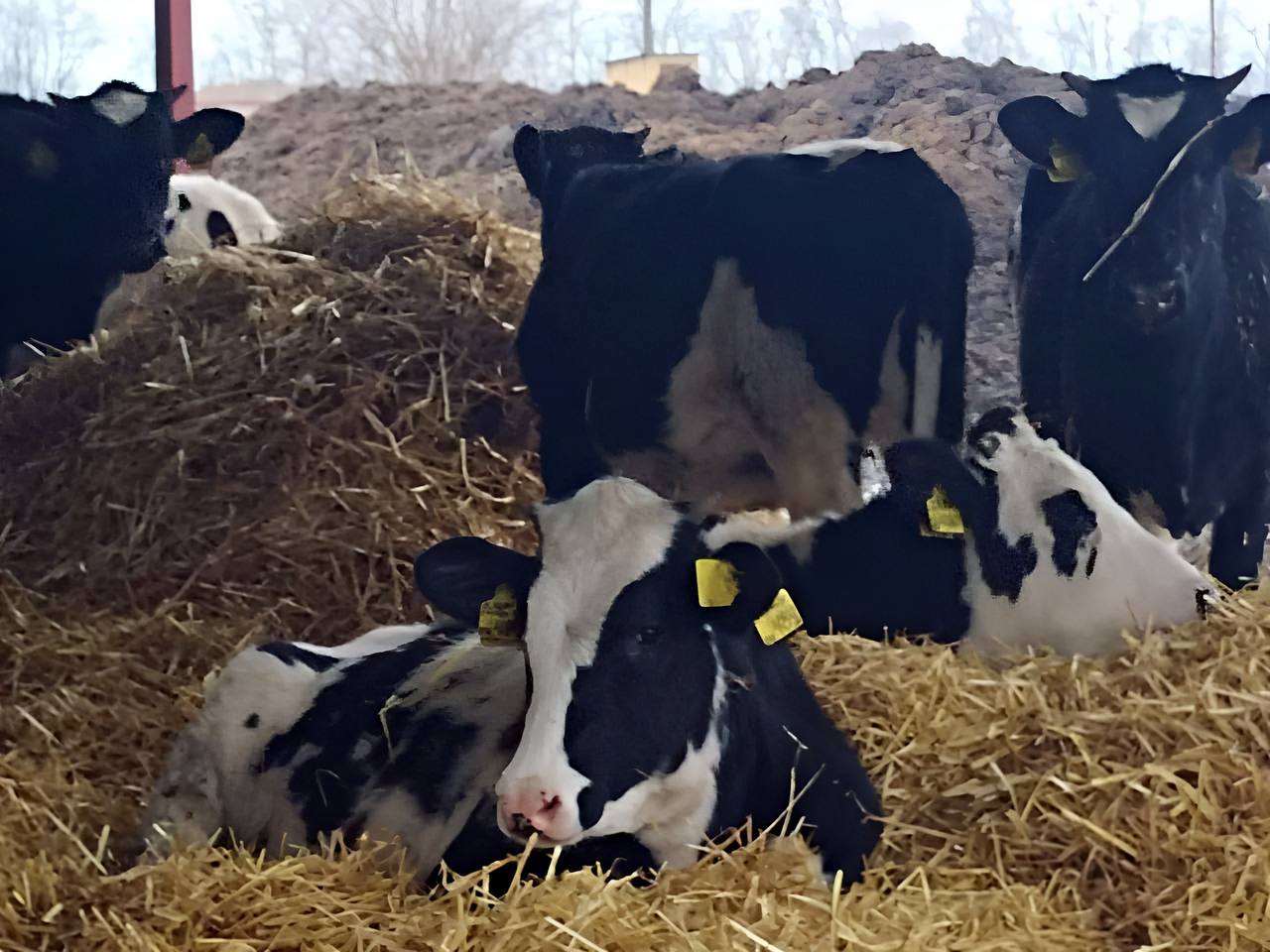 Бережливые технологии помогут агрофирме из Тбилисского района увеличить надои молока