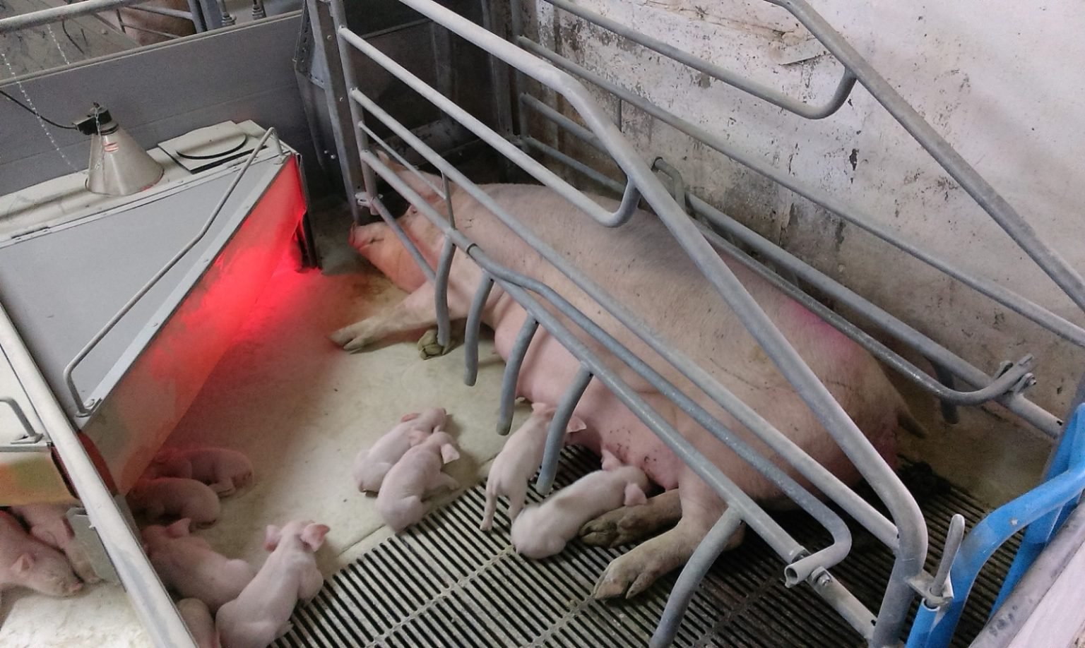 Африканская чума свиней выявлена на двух свинокомплексах в соседнем Калининском районе