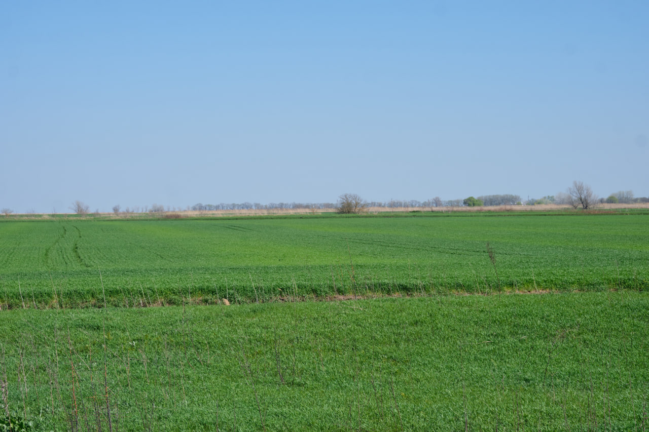 Фермеры Красноармейского района начали масштабную борьбу с грызунами на посевах озимых