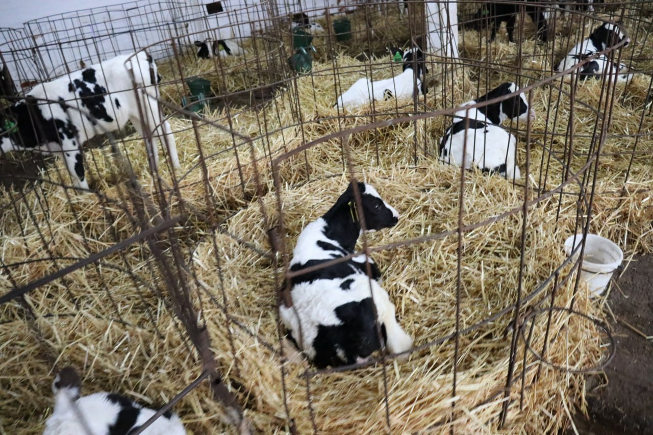 На ферме СХП им. П.П.Лукьяненко за трое суток нового года появилось 20 телят