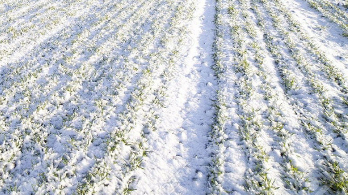 Аграрии Красноармейского района готовятся к подкормке озимых