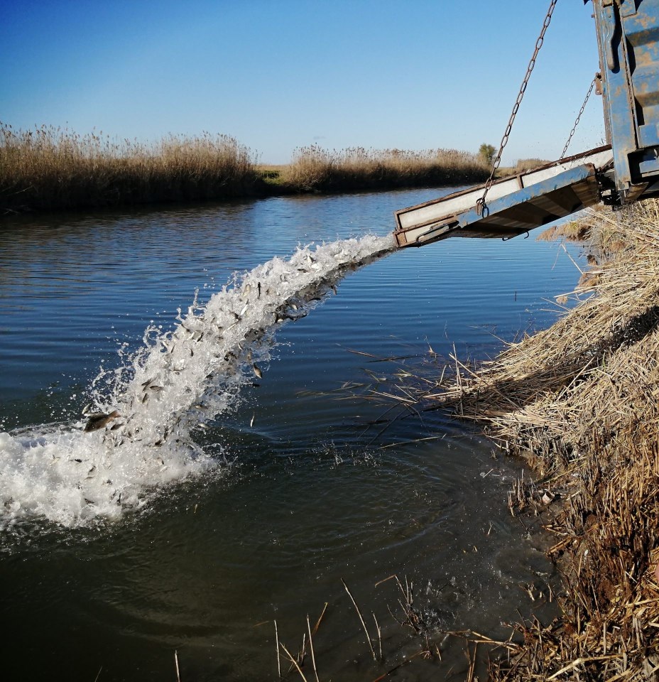 На рыбоводном предприятии «Ангелинском» в Старонижестеблиевской введен карантин