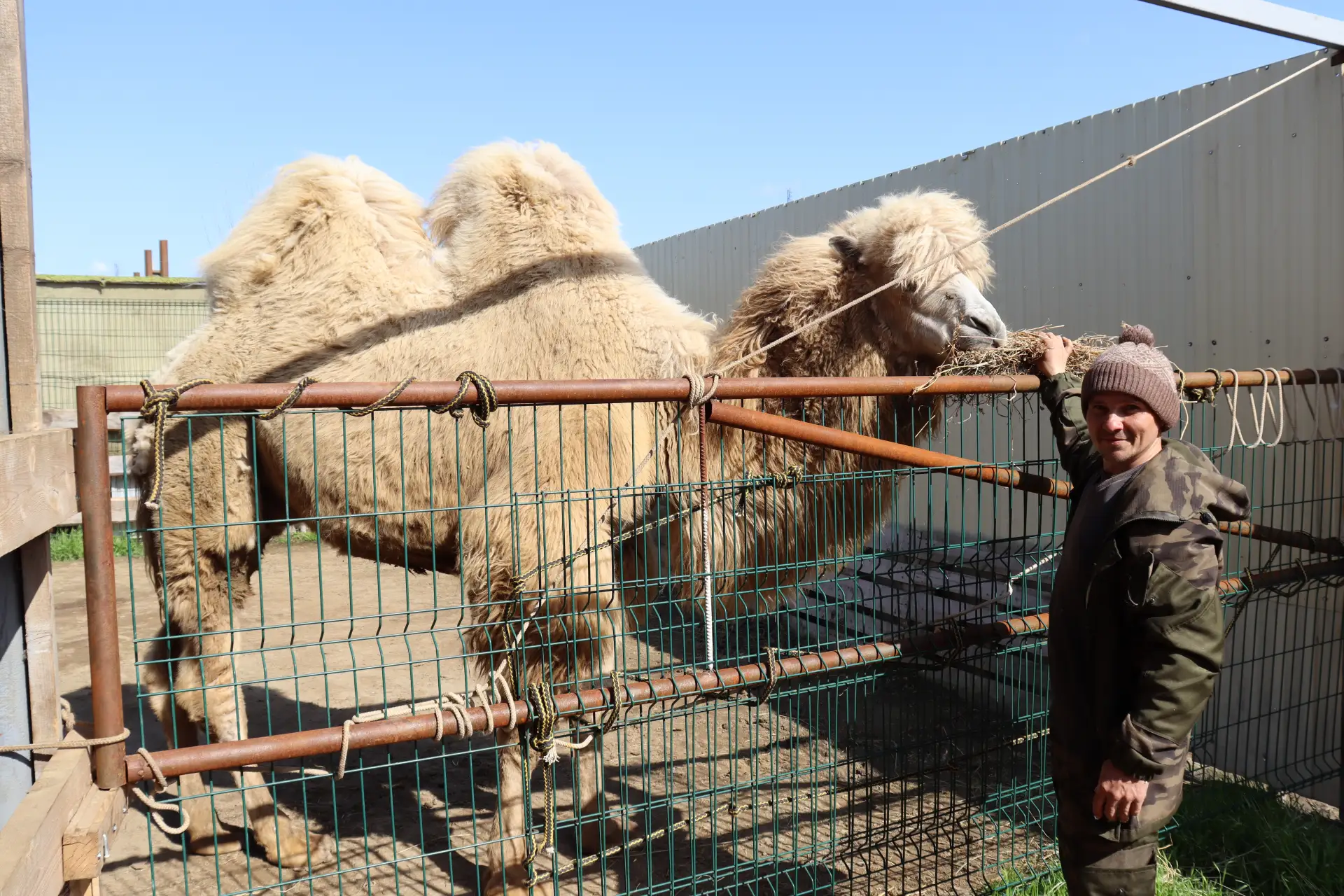 В хозяйстве у жителя станицы Староджерелиевской появились верблюды