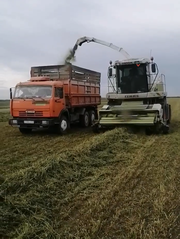 В Красноармейском районе начали заготовку люцерны на сенаж