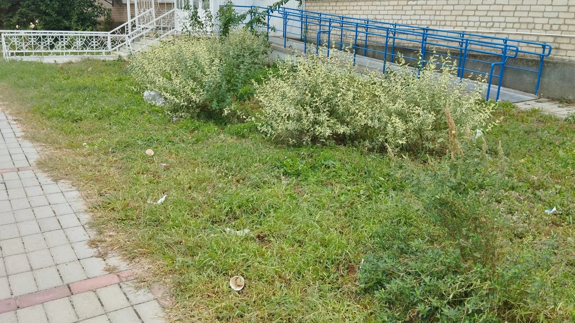 Территория у «бывшего Ростелекома» в станице Полтавской заросла травой